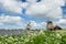 Windmills at Dutch Zaanse Schans