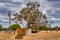 Windmills have successfully pumped water in the Australian Outback into troughs for their stock