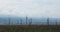 Windmills and high-voltage electrical towers along the road