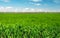 Windmills over the green field