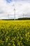 Windmills in rapeseed field. Germany