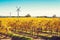 Windmills in Riverland vineyard in autumn