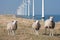 Windmills and sheep