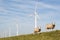 Windmills and sheep in the Netherlands