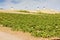 windmills with vineyard, Alcazar de San Juan, Castile-La Mancha