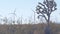 Windmills on wind farm, wind mill energy generators. Desert windfarm, USA.