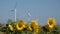 Windmills Wind Turbines, Agriculture Sunflower Field Generator Power Electricity