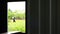 Window of an abandoned wooden hut frame the view to a green lush rice field early with farmers