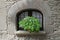 Window with blossoming of khosta Funkiya in flower pot in Rupit