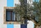 Window in a blue white facade with Olive Tree
