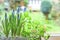 Window box with herb garden and spring bulbs growing in a home kitchen interior