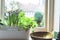 Window box with herb garden and spring bulbs growing in a home kitchen interior