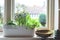 Window box with herb garden and spring bulbs growing in a home kitchen interior