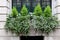 Window Box with small conifers