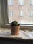 Window Cactus