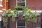 Window decorated with flowers, decorative greenery, typical view of the London street, London, United Kingdom