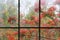 Window frame with full bloom of flame tree flowers or peacock fl