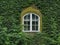 The window of the house, covered with ivy on all sides. Housing renovation concept in old European cities