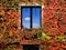 Window of the house of red vine leaves.