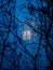 A window of a multistory Soviet building glowing in the fog surrounded by bush branches