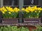 Window of old house with daffodils growing in box