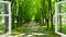 Window opened to the park with many green trees