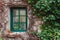 Window overgrown with ivy