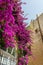 Window overgrown with lush Bougainvillea branches