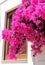 Window with Pink Bougainvilleas