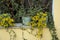 Window with pots and planter with yellow flowering plants