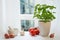 Window sill in the kitchen with potted basil, tomatoes, onion and garlic against white curtains, ingredients for fresh and healthy