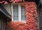 Window surrounded by colorful ivy