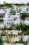 Window surrounded with root zone waste water treatment plant for green vertical living wall