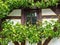 Window of a timbered house framed with grapevines