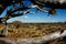 Window to the Quiver tree forest (Namibia)