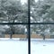 Window View of Winter Snow Storm in progress. View of Large Pine Trees and backyard covered in Snow. Ice Area