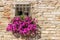 window with white railings and fuchsia petunias