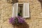 window with white shutters and purple petunias