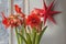 Window in winter with blooming red hippeastrums amaryllis No. 28 with a paper star mass production
