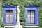 Windows of a building decorated with green ivy and side view of a statue