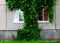 Windows entwined with ivy of a multi-house