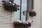 Windows home, decorated in a petunia flower boxes