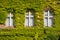 Windows on old building facade overgrown with ivy plant -