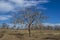 Windows Wallpaper Isolated Leafless Tree with Blue Sky and White Clouds