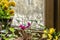 Windowsill,yellow small roses,purple cyclamen and yellow field crocuses