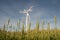 Windpower station in a cornfield