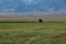 Windrower in Alfalfa Field