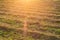 Windrows of mown hay on field backlit in backlight at sunset