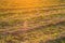 Windrows of mown hay on field backlit in backlight at sunset