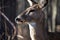 Windsor, Ontario March 26 2019 Fauna Mammals Deer Head Closeup Ojibway Park